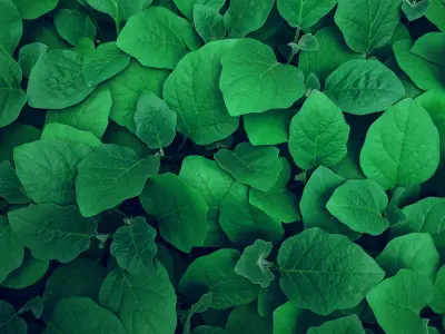 Foliage — after